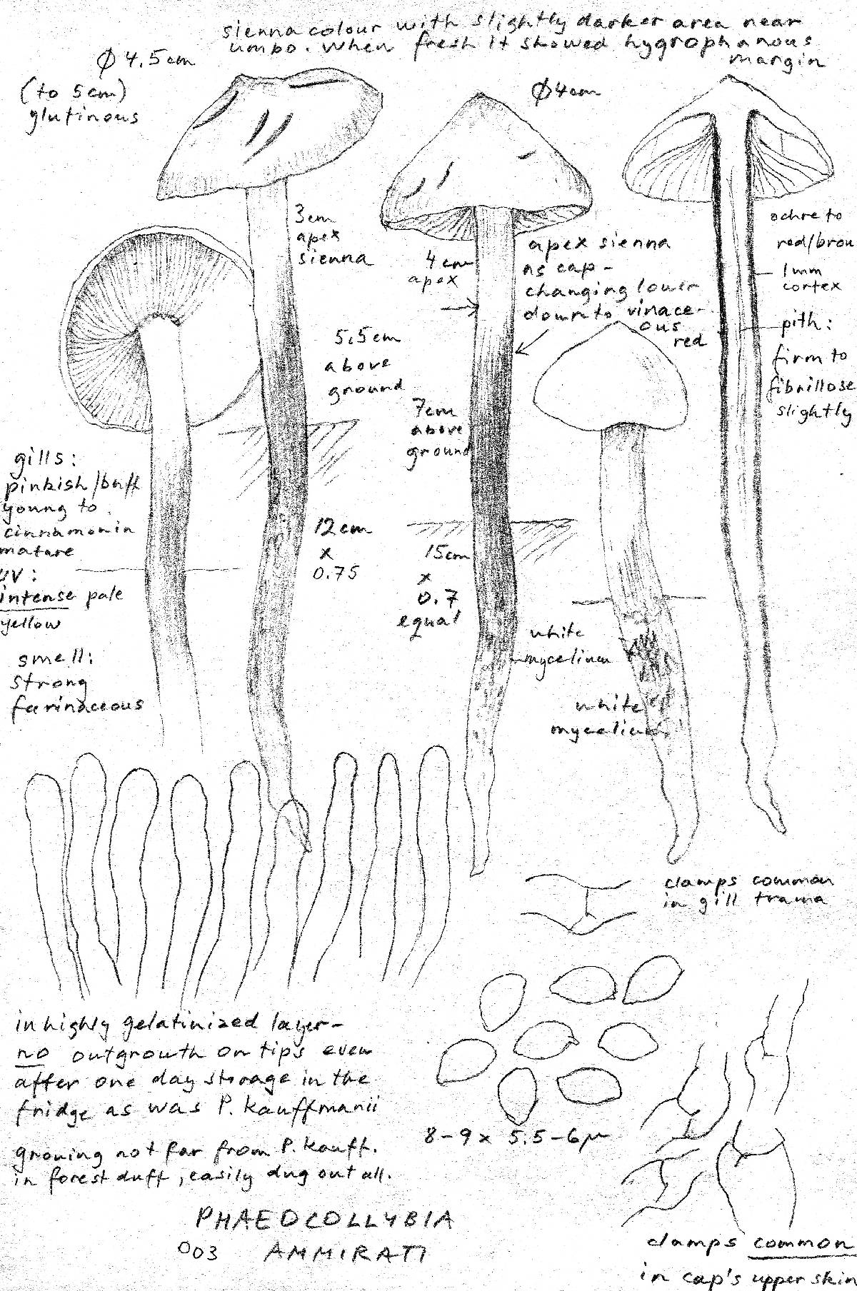 Phaeocollybia ammiratii image