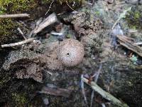 Tulostoma melanocyclum image