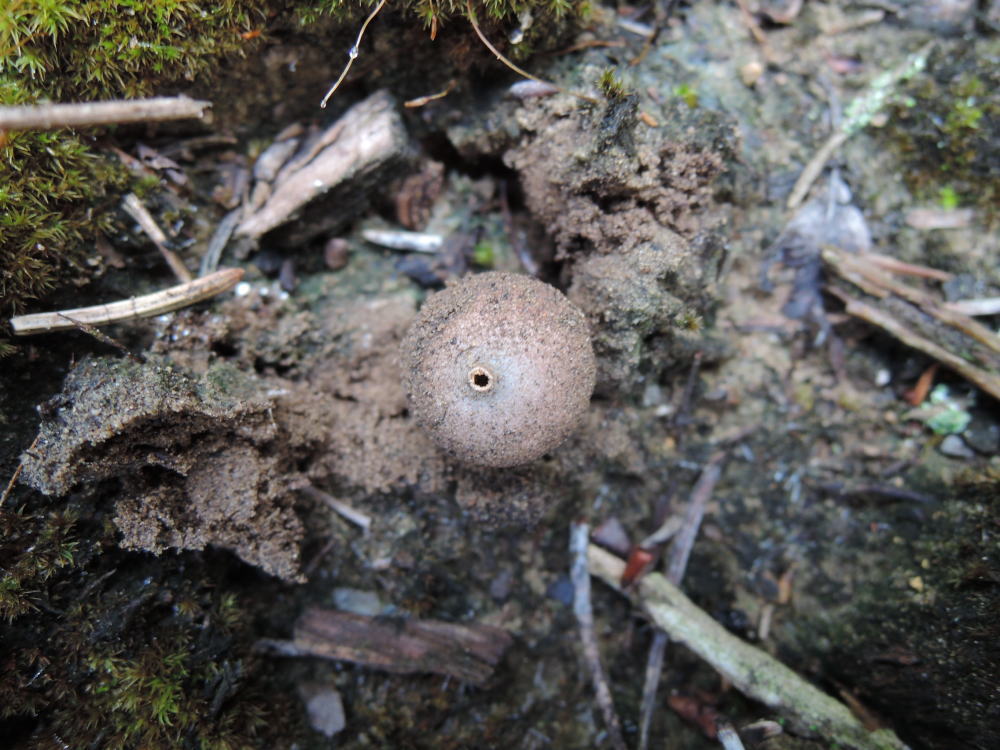 Tulostoma melanocyclum image