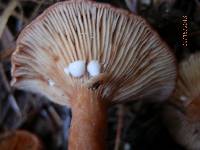 Lactarius hepaticus image