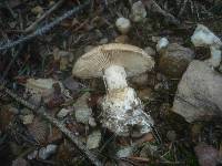 Leucocortinarius bulbiger image