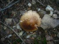 Leucocortinarius bulbiger image