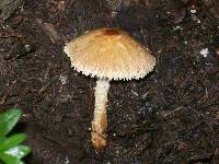 Lepiota magnispora image