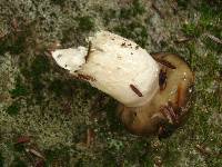 Hygrophorus fuligineus image