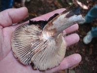 Russula dissimulans image