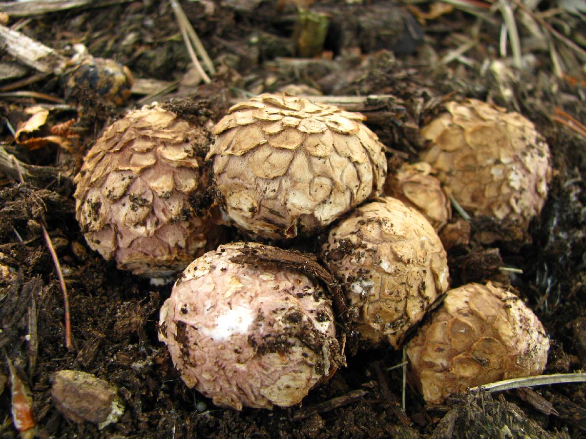 Geastrum smardae image