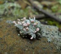 Dibaeis baeomyces image