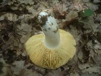 Russula romellii image