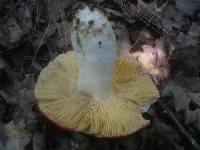 Russula romellii image