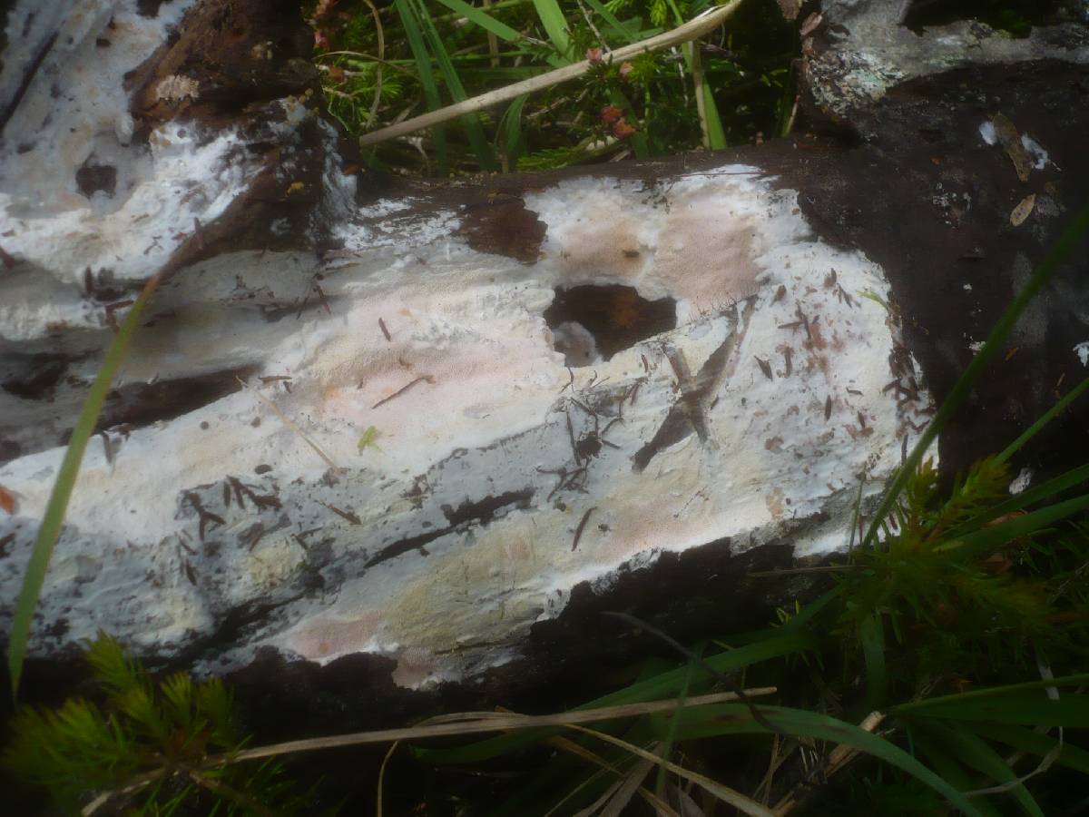 Ceriporia purpurea image
