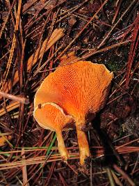 Hygrophoropsis aurantiaca image