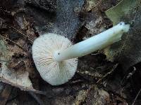 Entoloma lividoalbum image