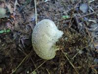 Lycoperdon lividum image