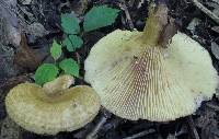 Lactarius speciosus image