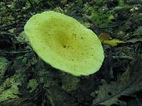 Lactarius volemus var. flavus image