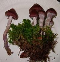 Cortinarius evernius image