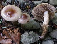 Hebeloma mesophaeum image