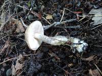 Leccinum variicolor image