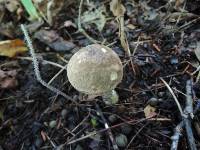 Leccinum variicolor image