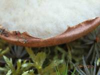 Leccinum vulpinum image