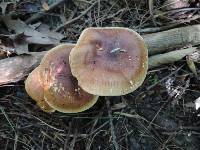 Tricholoma fulvum image