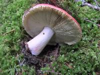 Russula xerampelina image