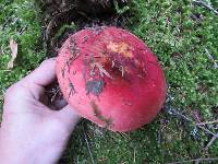 Russula xerampelina image