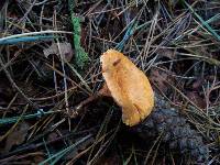 Hygrophoropsis aurantiaca image