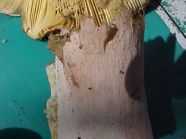 Russula borealis image