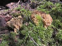 Ramaria acrisiccescens image