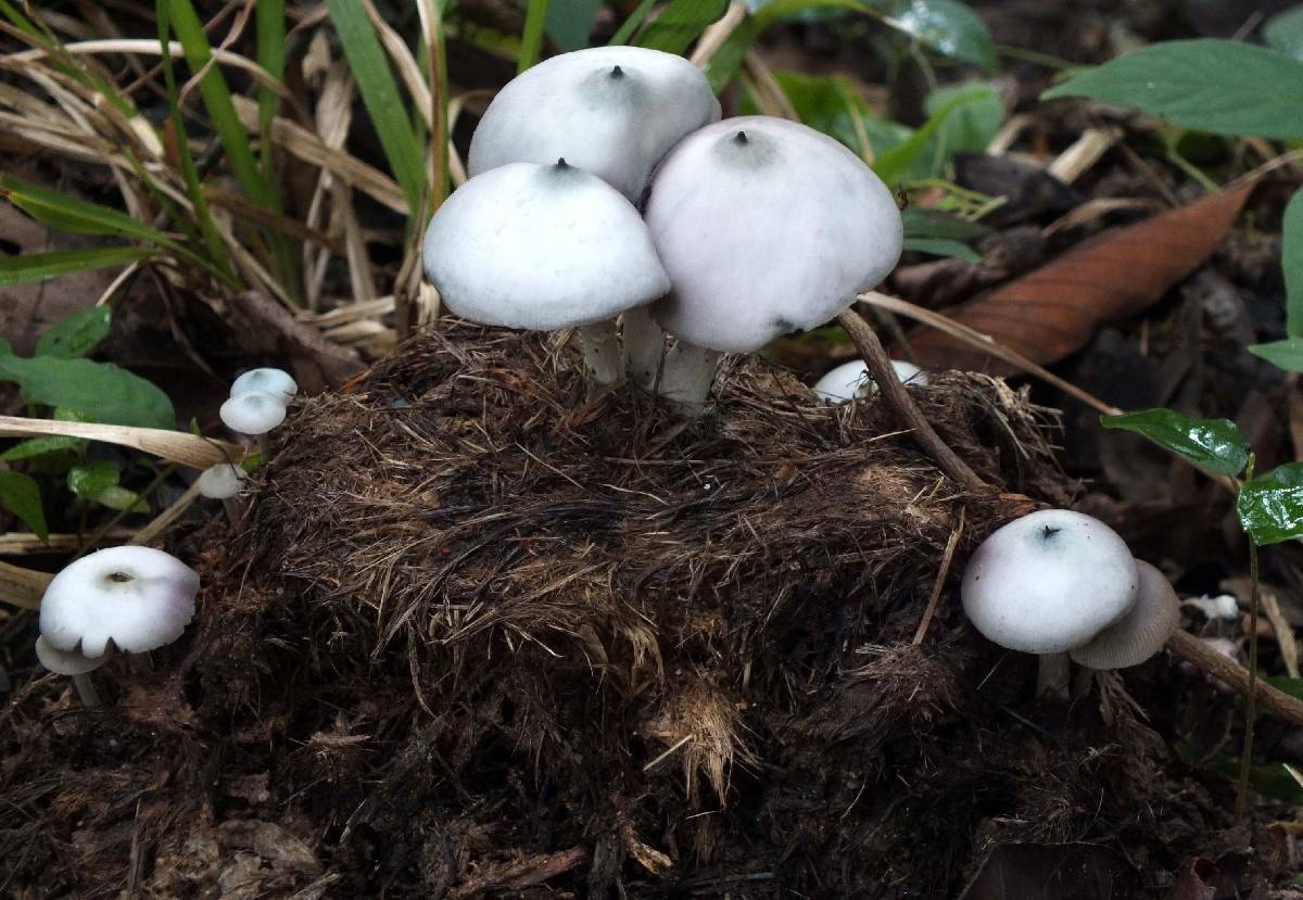 Psilocybe magnispora image