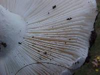 Amanita smithiana image