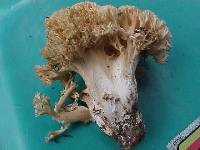 Ramaria botrytis image