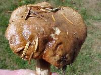 Suillus grevillei image