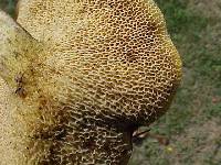 Suillus grevillei image