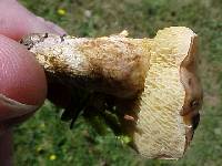 Suillus umbonatus image