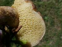 Suillus umbonatus image