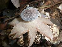 Geastrum pectinatum image