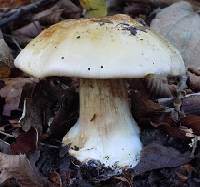 Cortinarius allutus image