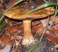 Cortinarius allutus image