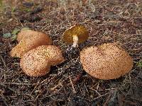 Suillus lakei var. pseudopictus image