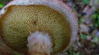 Suillus spraguei image