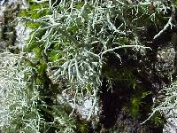 Usnea glabrata image