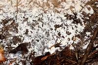 Clavulina coralloides image