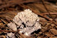 Clavulina coralloides image