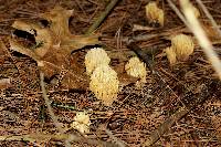 Ramaria flaccida image