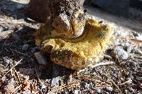 Boletus coniferarum image