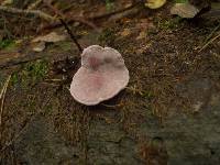 Fomitopsis rosea image