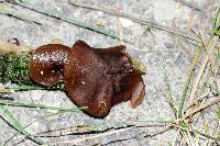 Pachyella clypeata image