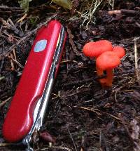 Hygrocybe miniata image